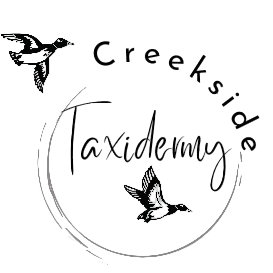 Creekside Taxidermy 